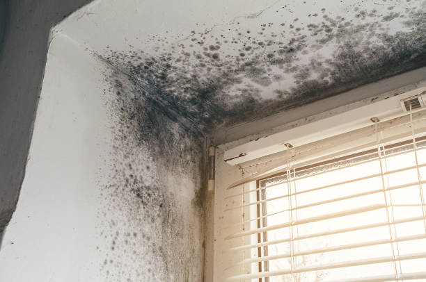 Affordable Mold Inspection solutions in Long Branch, NJ